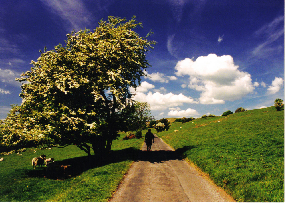 To save this picture as Windows Wallpaper - right click it - then select "Set as Background"